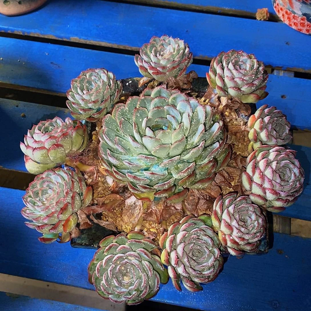 小****碗杂交多肉发货