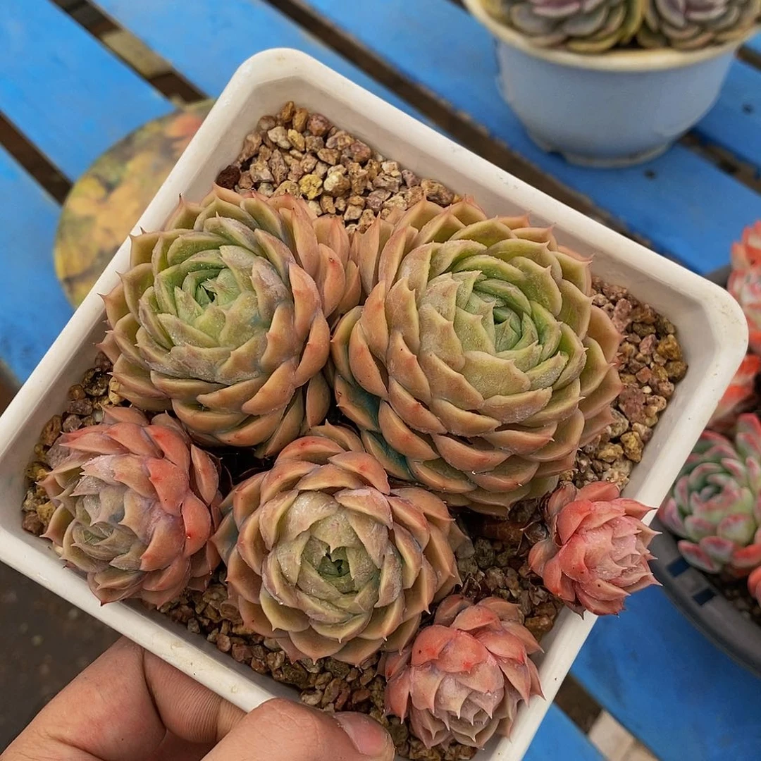 山*昂斯诺多肉发货