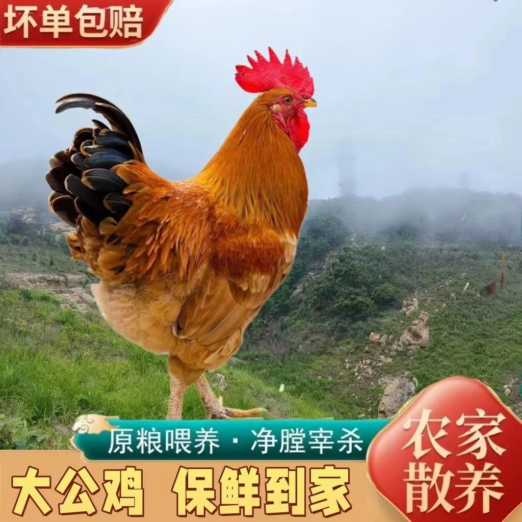 杀后净重4只共9斤农家散养大公鸡土鸡公鸡顺丰京东冷链