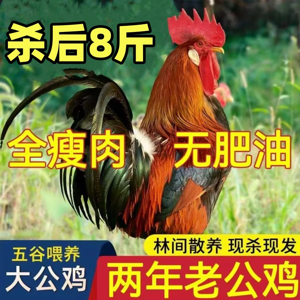 杀后净重8-13斤老公鸡两年散养大公鸡土鸡溜达鸡京东顺丰冷链运输