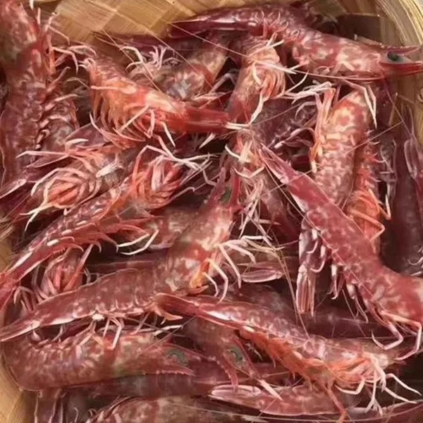 广东野生海捕樱花虾