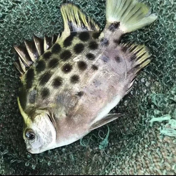 广东汕尾本港野生金鼓鱼