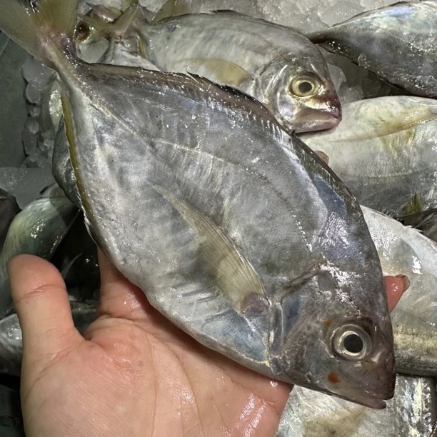 广东野生海捕油鲫，香鱼