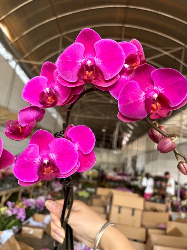 蝴蝶兰—(斯泰伦博斯)带花发货