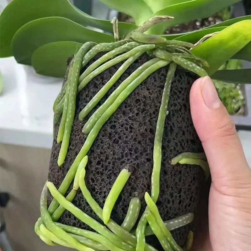 兰花专用生物碳棉