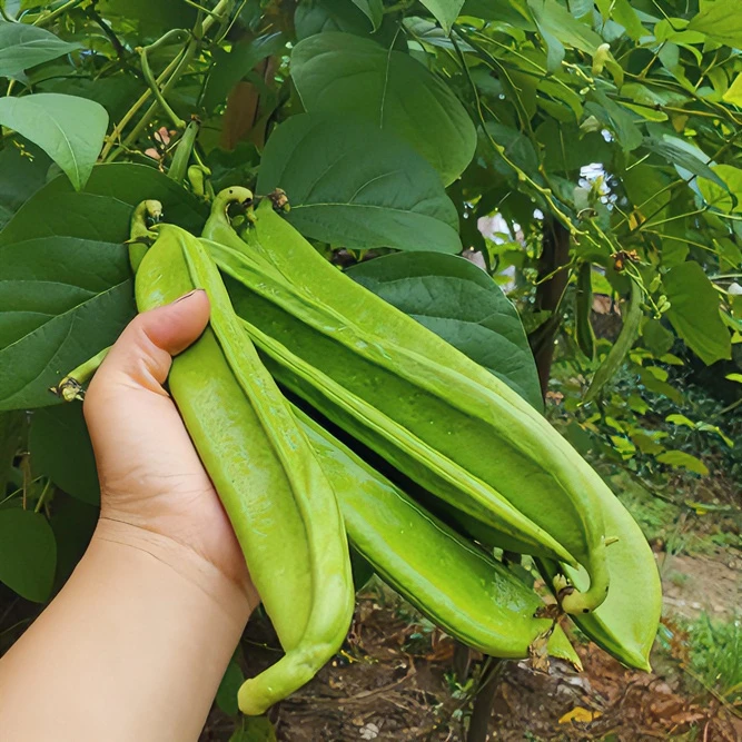 江西宜春农家种植新鲜现摘嫩刀豆大刀豆2/3/5/斤包邮农产品食用