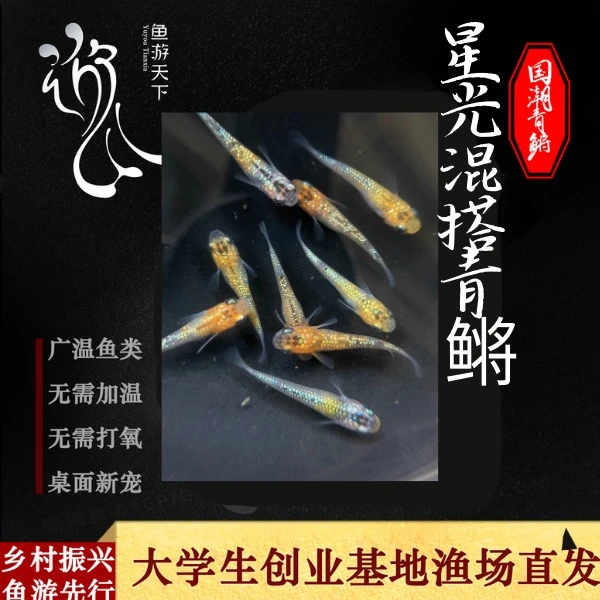中号青鳉星光混搭迷你锦鲤好养易活无需加温打氧桌面新宠观背青鳉