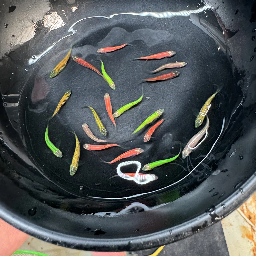 小号长鳍翡翠绿龙凤红仙蝶翼斑马鱼小型淡水观赏鱼好养易活冷水鱼