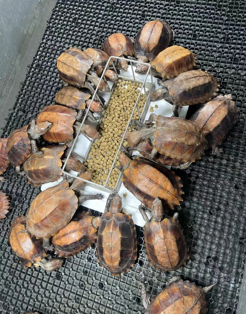 直播间一对一挑选活体观赏宠物龟