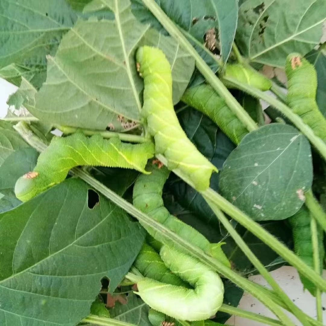 灌云豆丹活豆虫活体新鲜豆青虫大青虫豆天蛾猪儿虫芝麻虫鲶鱼活饵
