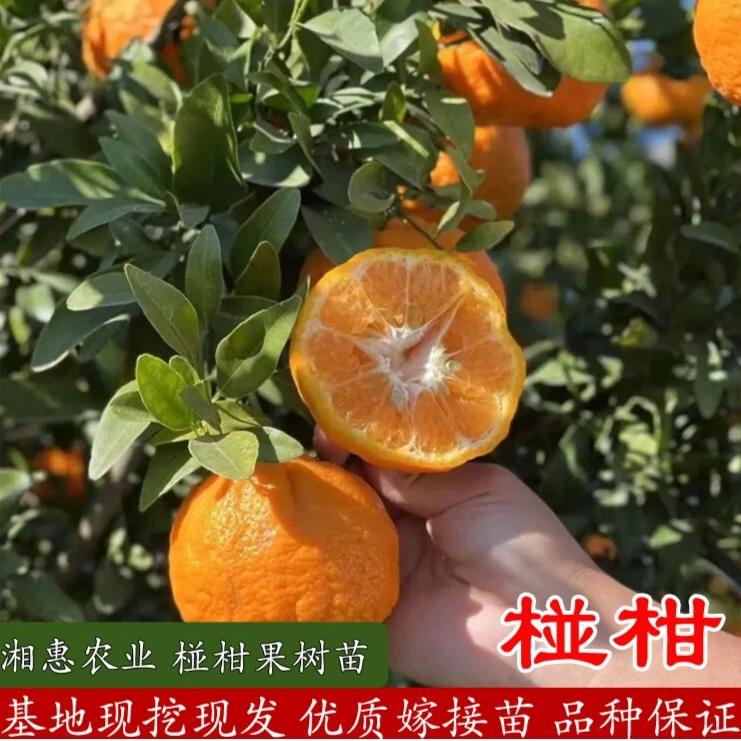 湘农恒【嫁接椪柑苗】裸根苗 0.6公分起苗 原产地现挖现发