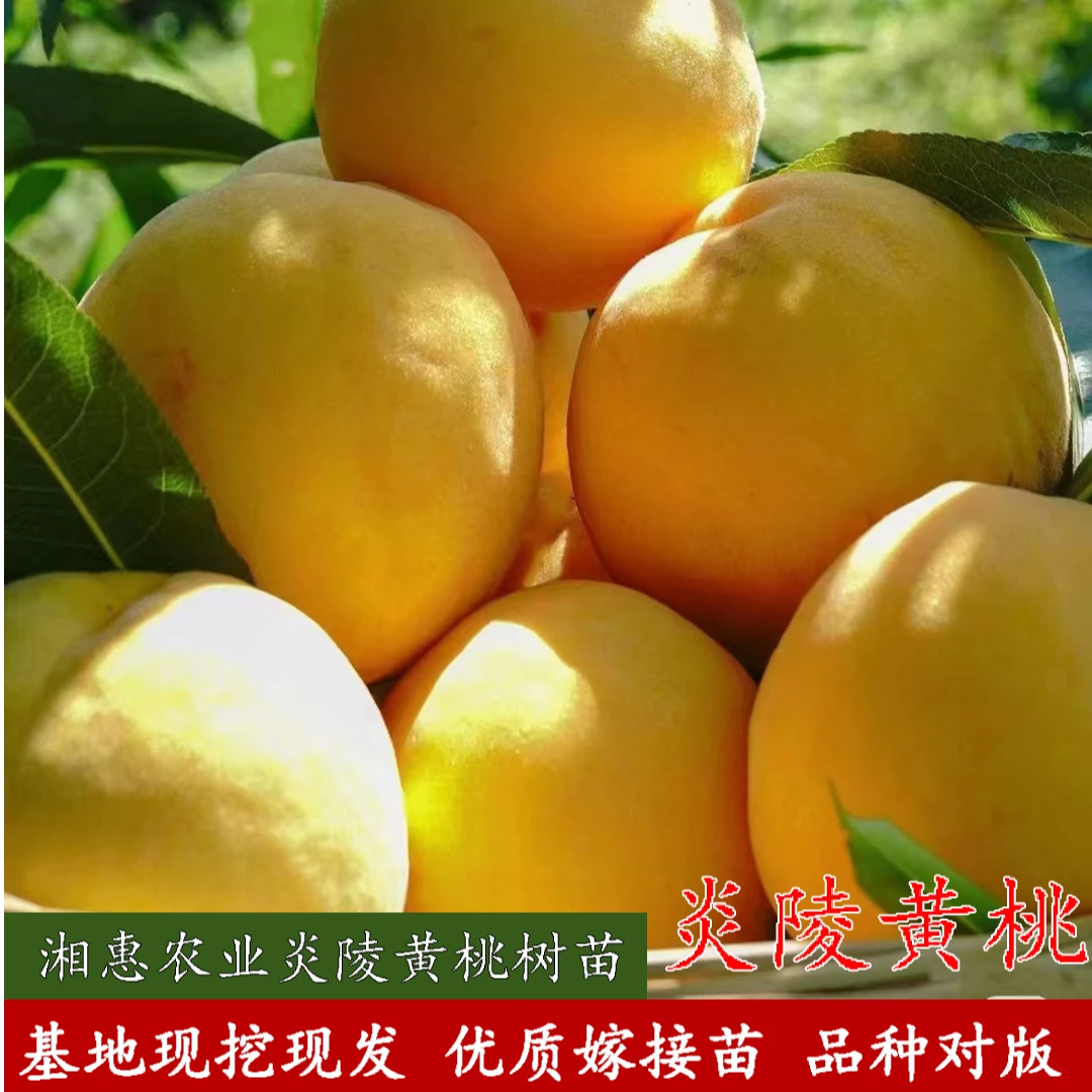 湘农恒正宗【炎陵黄桃果树苗】裸根0.7公分起苗现挖现发品种保对版