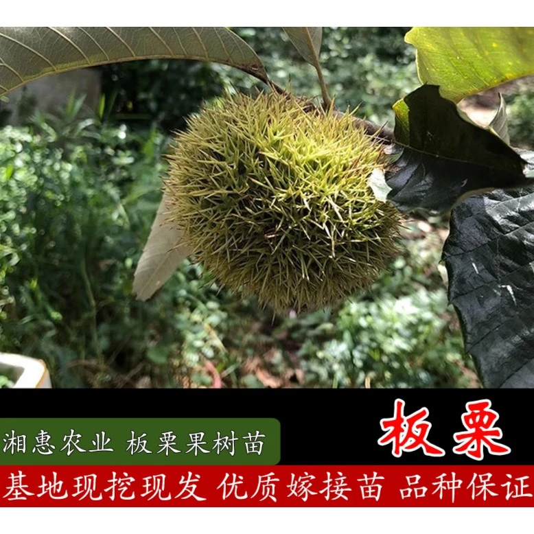 湘农恒【3颗大红袍板栗苗】裸根苗 0.8公分起苗 现挖现发品种保对版