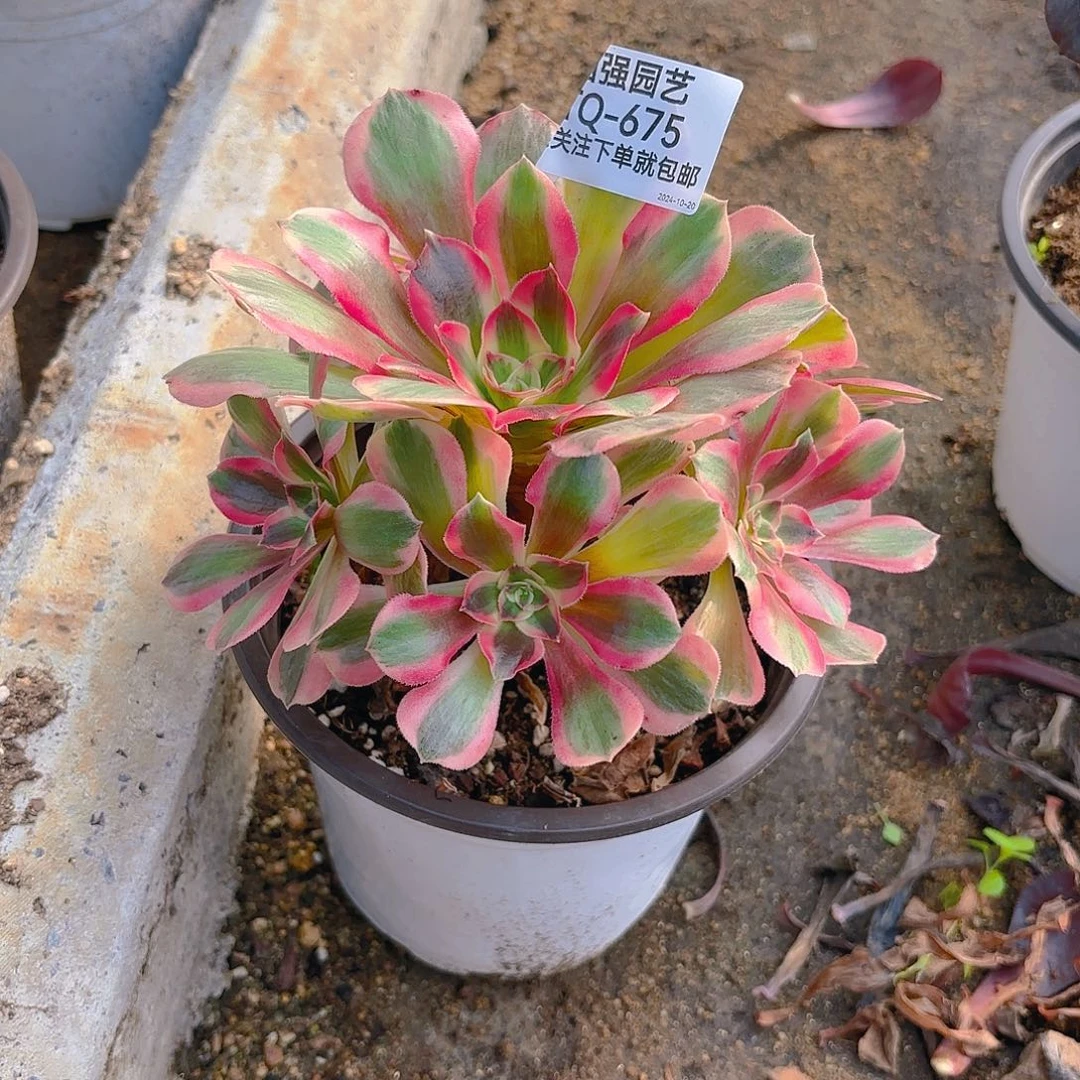 女郎多肉植物675