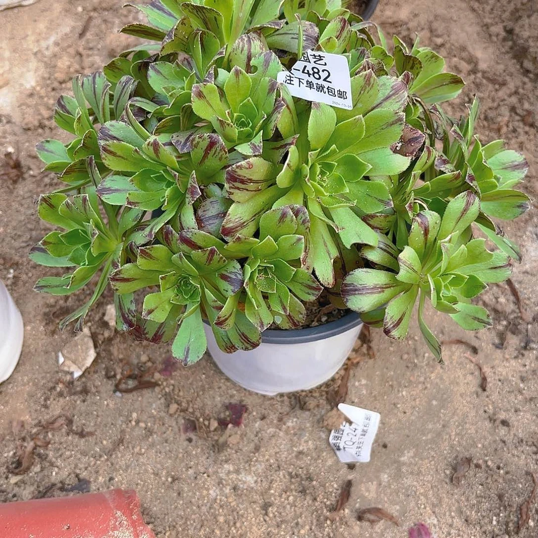 必火多肉植物482