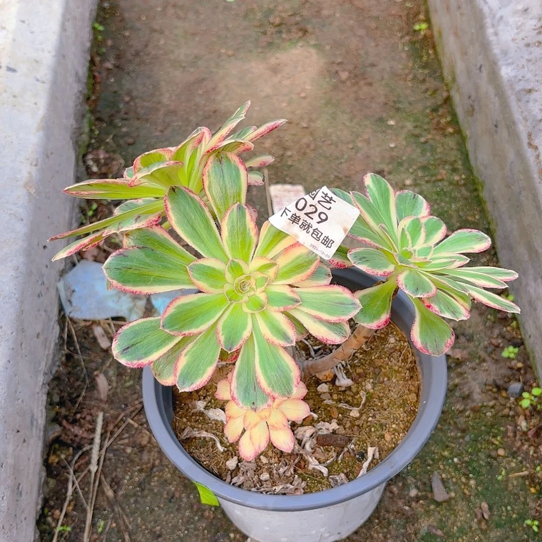 v锦多肉植物韬强园艺29