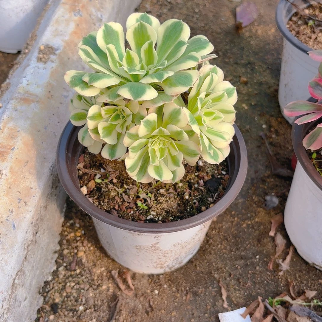 迈巴赫多肉植物韬强园艺