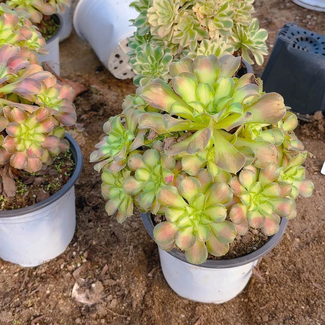 韶华多肉植物韬强园艺