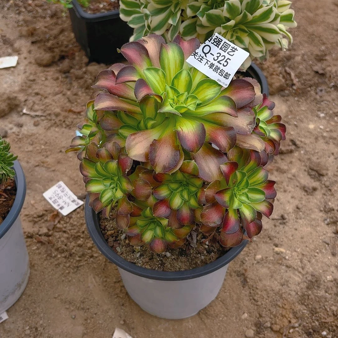 韶华多肉植物325