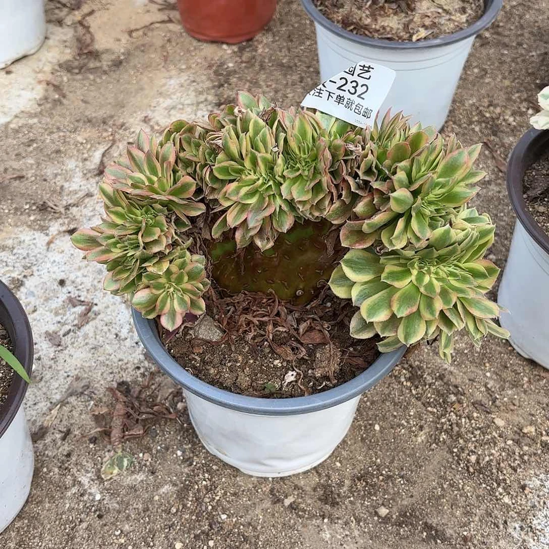 落神缀多肉植物232