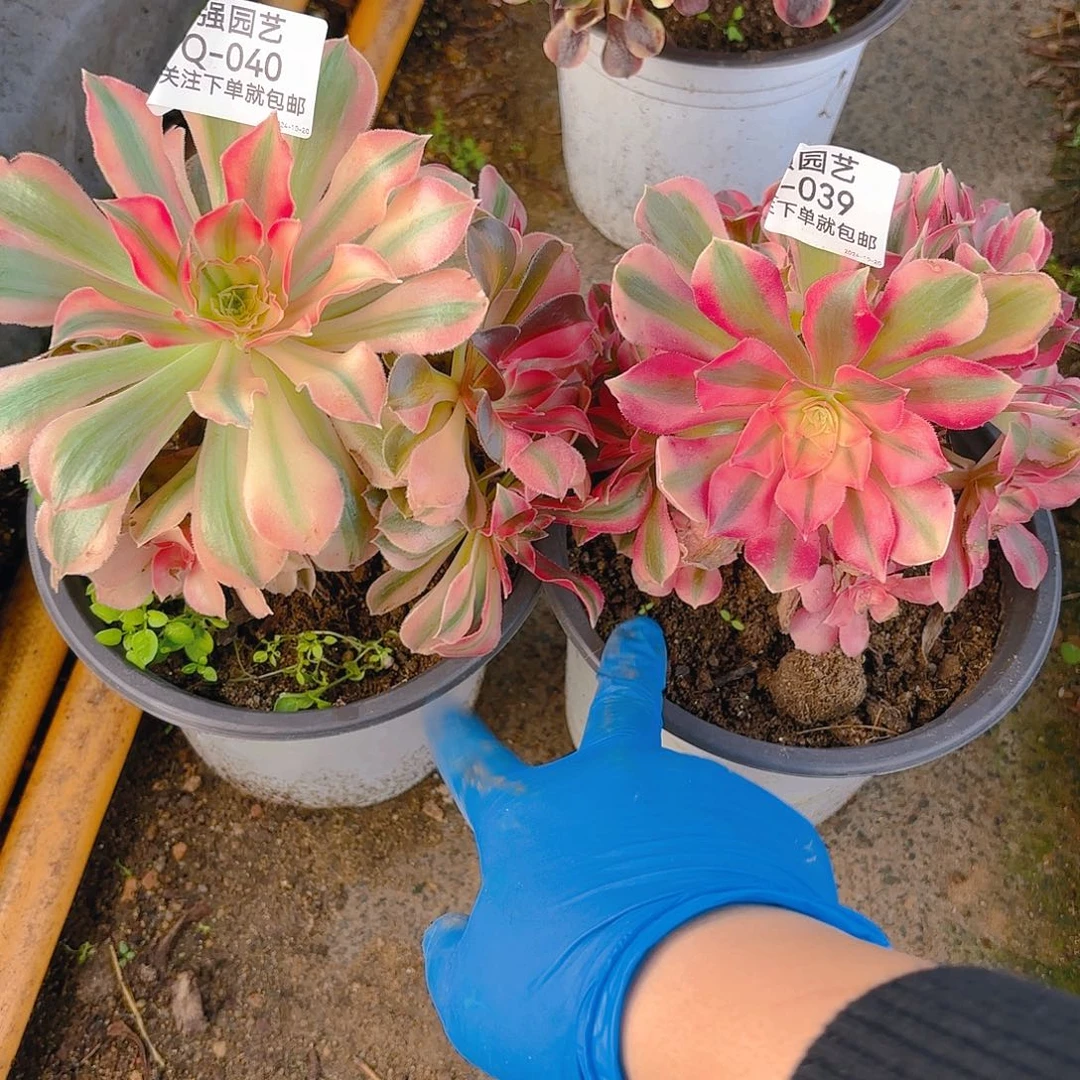 女巫女神多肉植物39-40