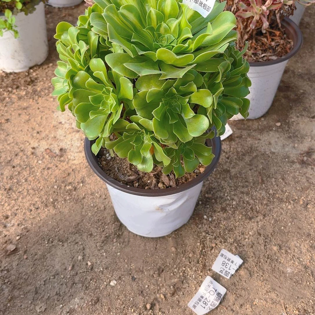 翡翠琉璃多肉植物344