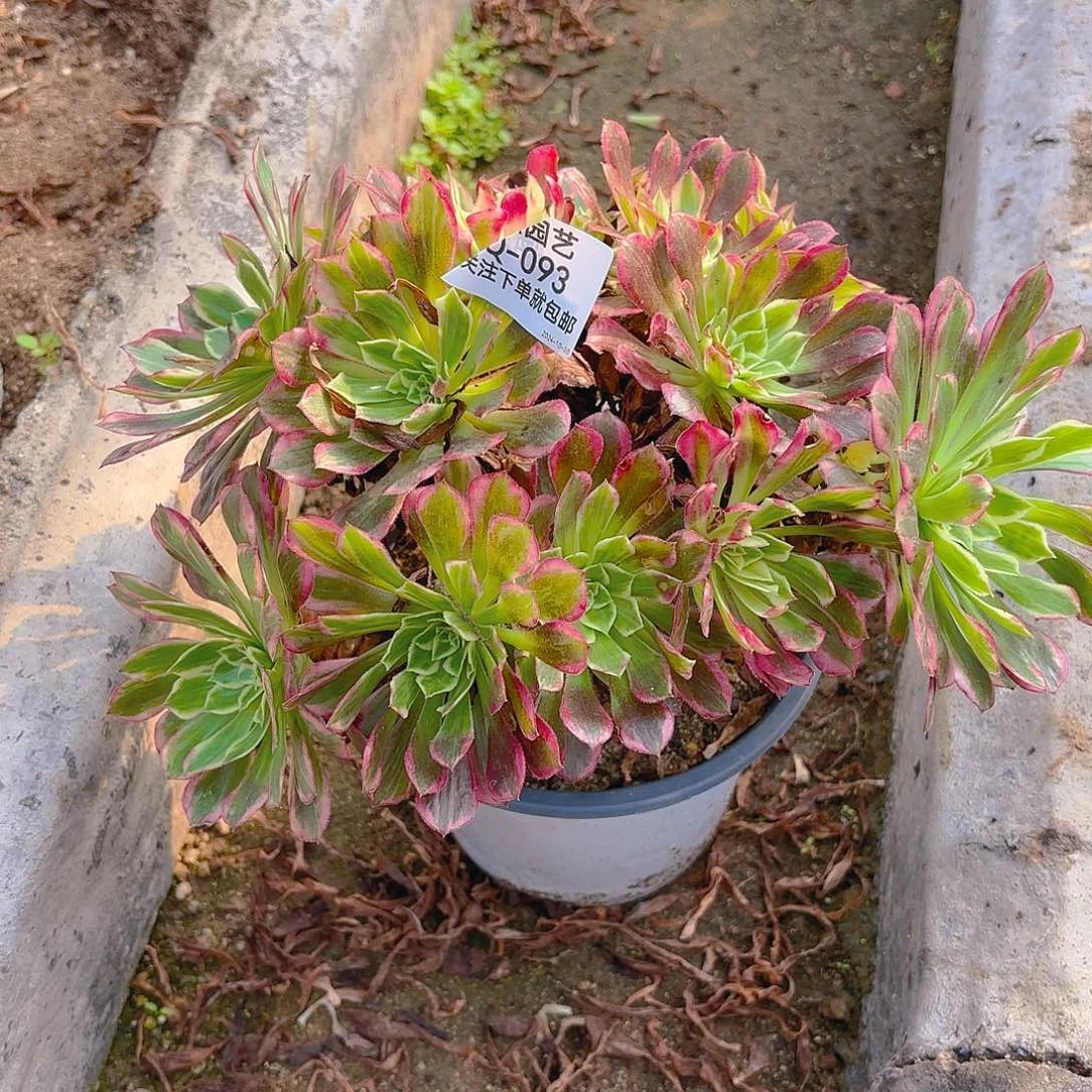 天合多肉植物韬强园艺93