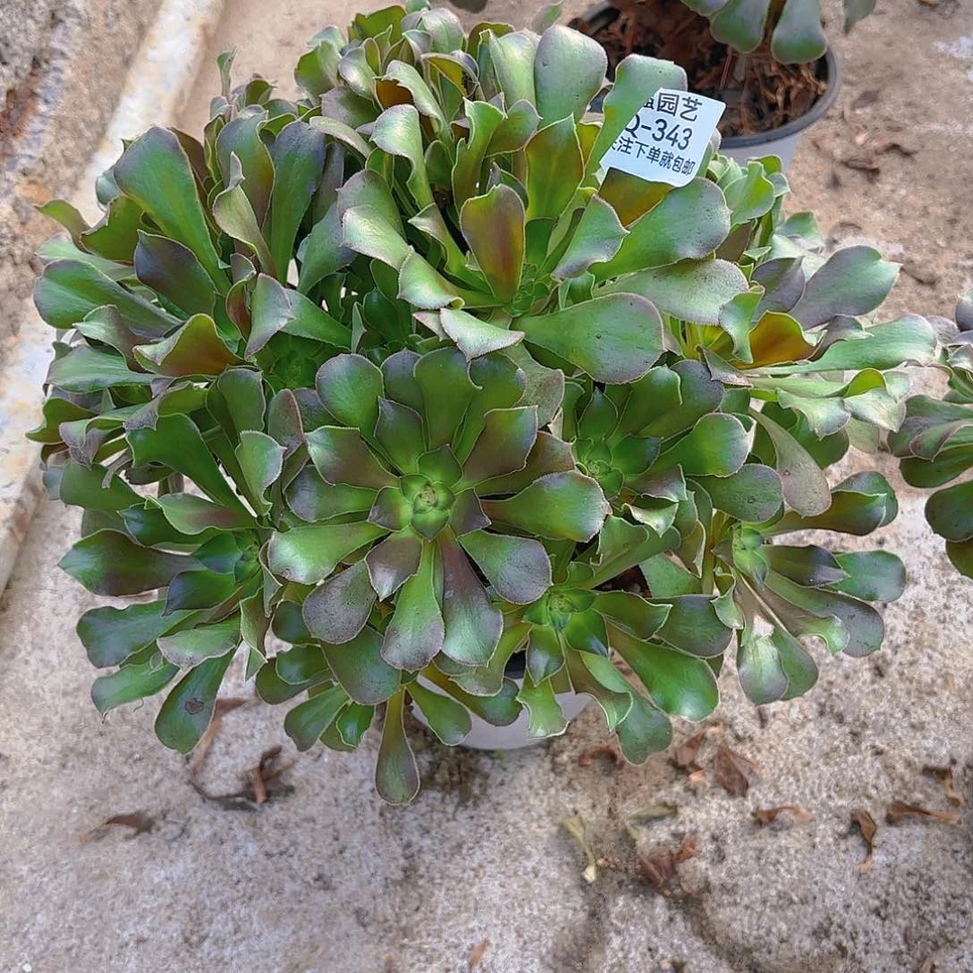 韶秀七彩盲盒多肉植物343