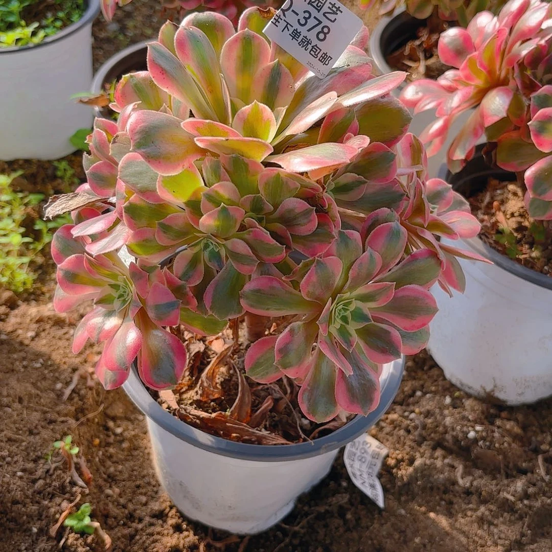 女妖多肉植物378