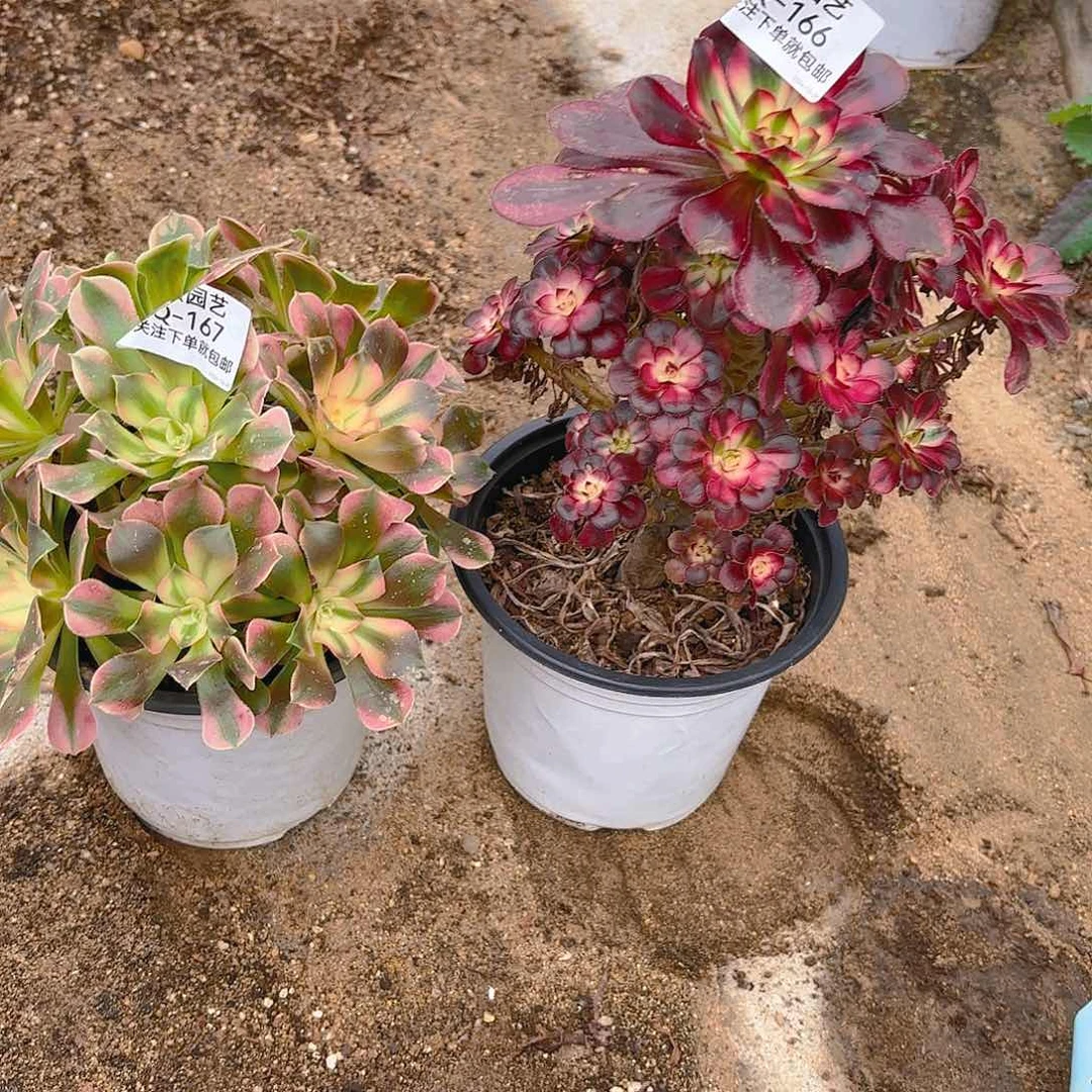 用****4香妃，香奈儿多肉植物166-167