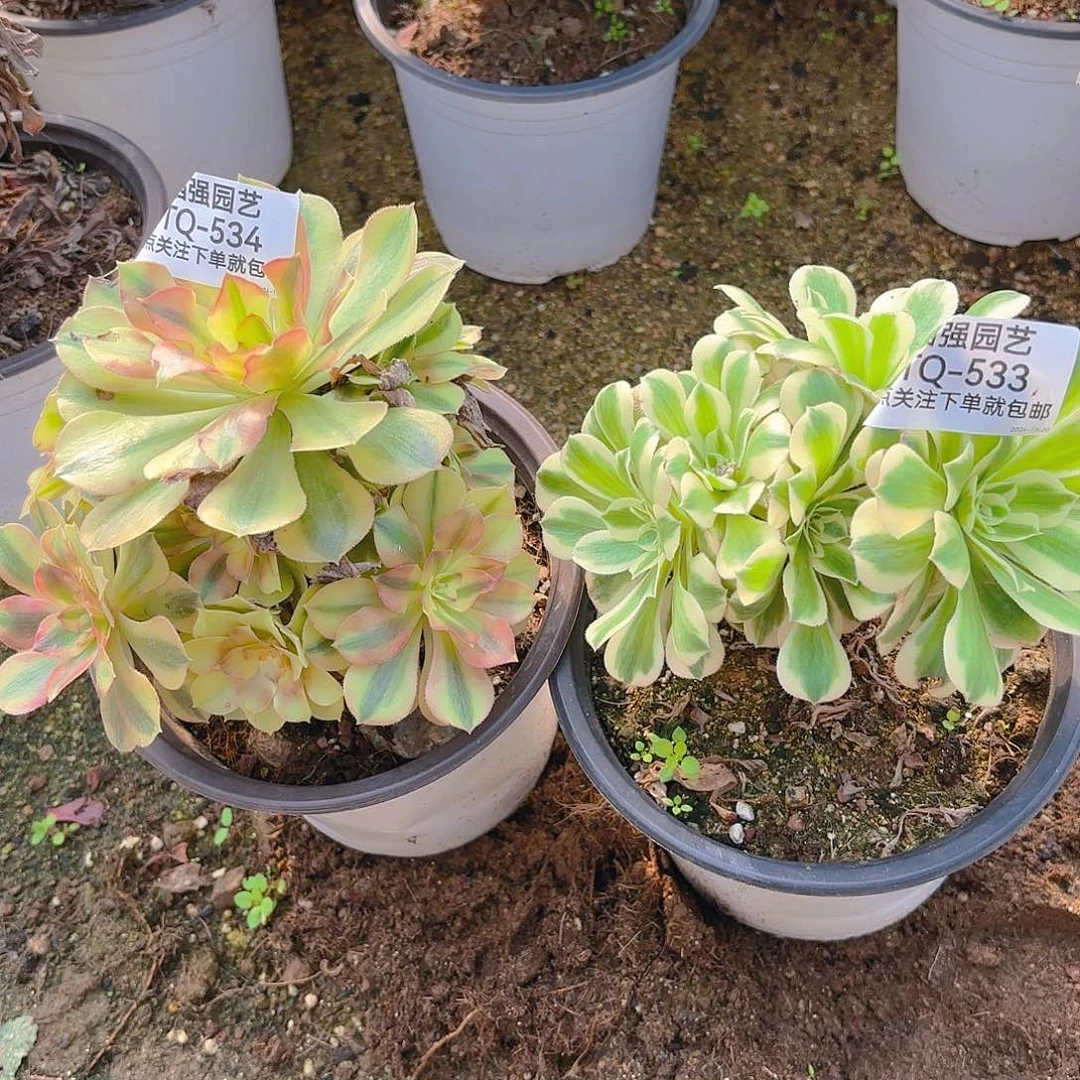 裸神迈巴赫多肉植物533-534