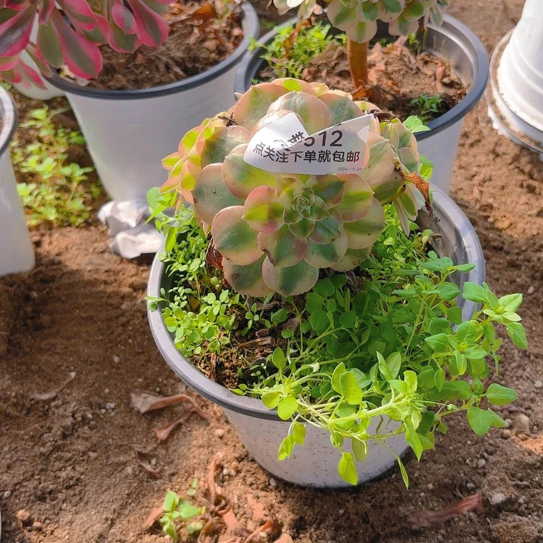 倾城多头多肉植物512