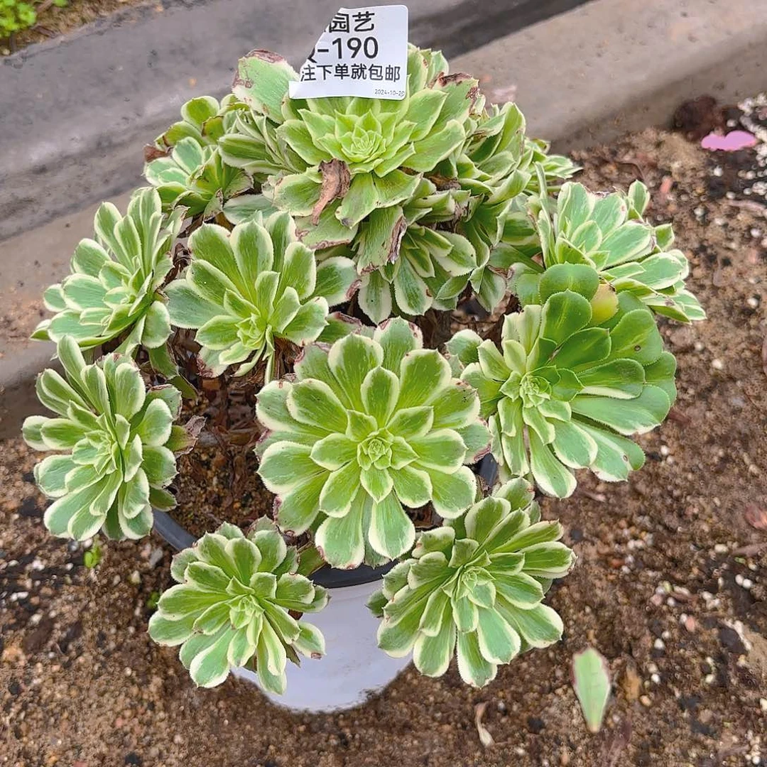 碧浪多肉植物韬强园艺190