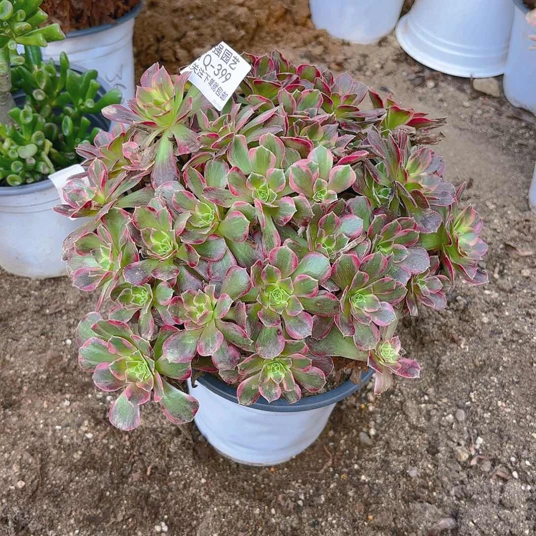 安娜多肉植物399