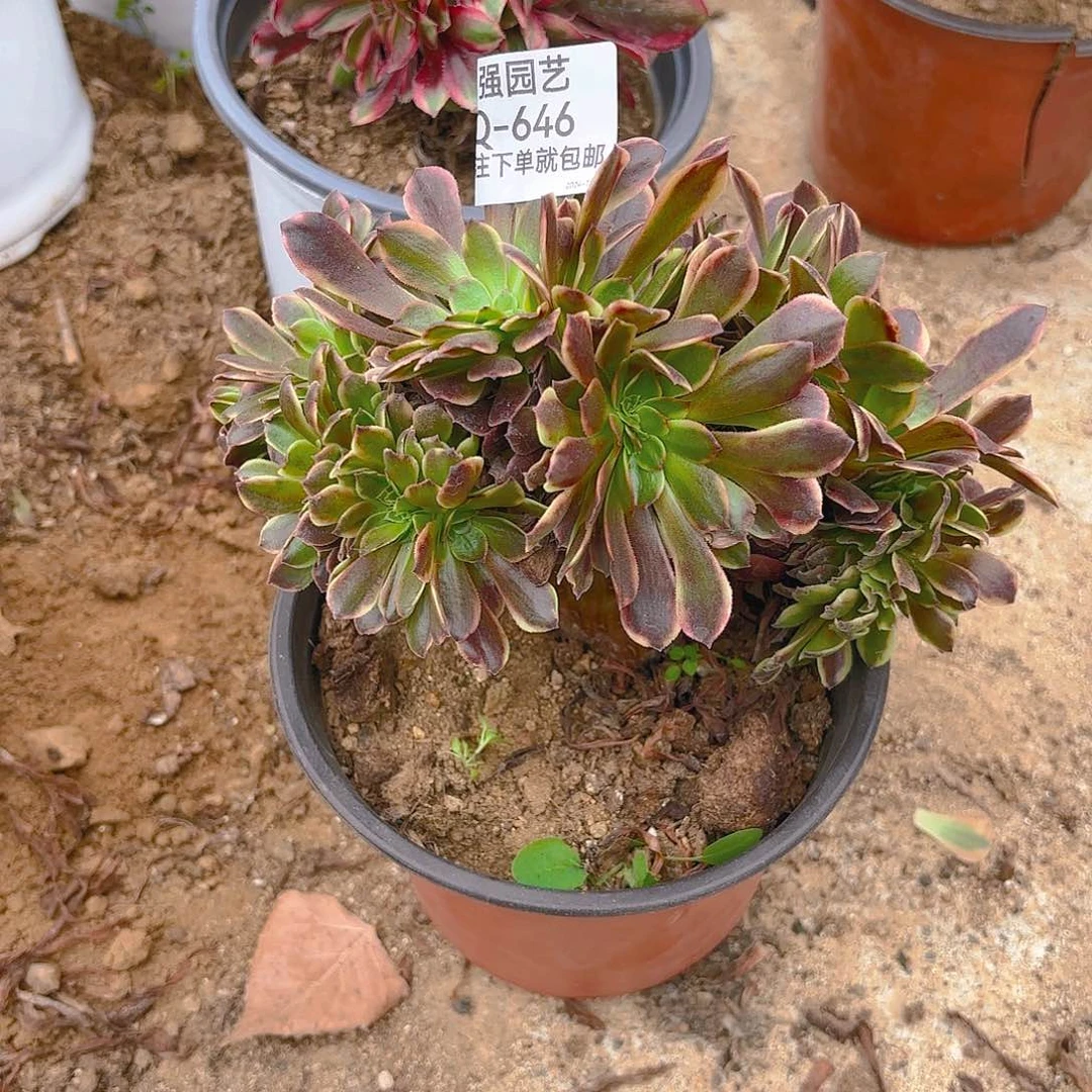 欧嘉莉缀多肉植物646