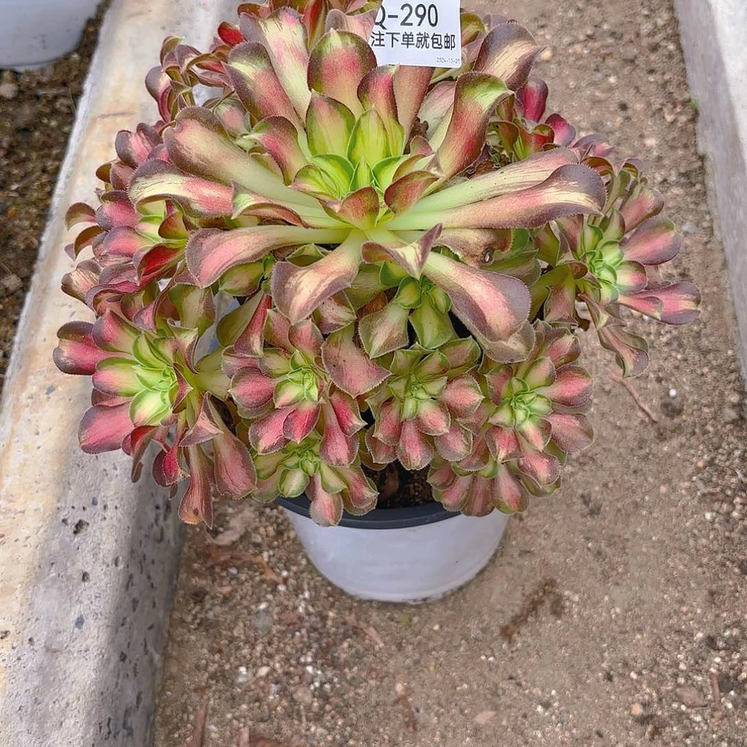 韶华多肉植物290