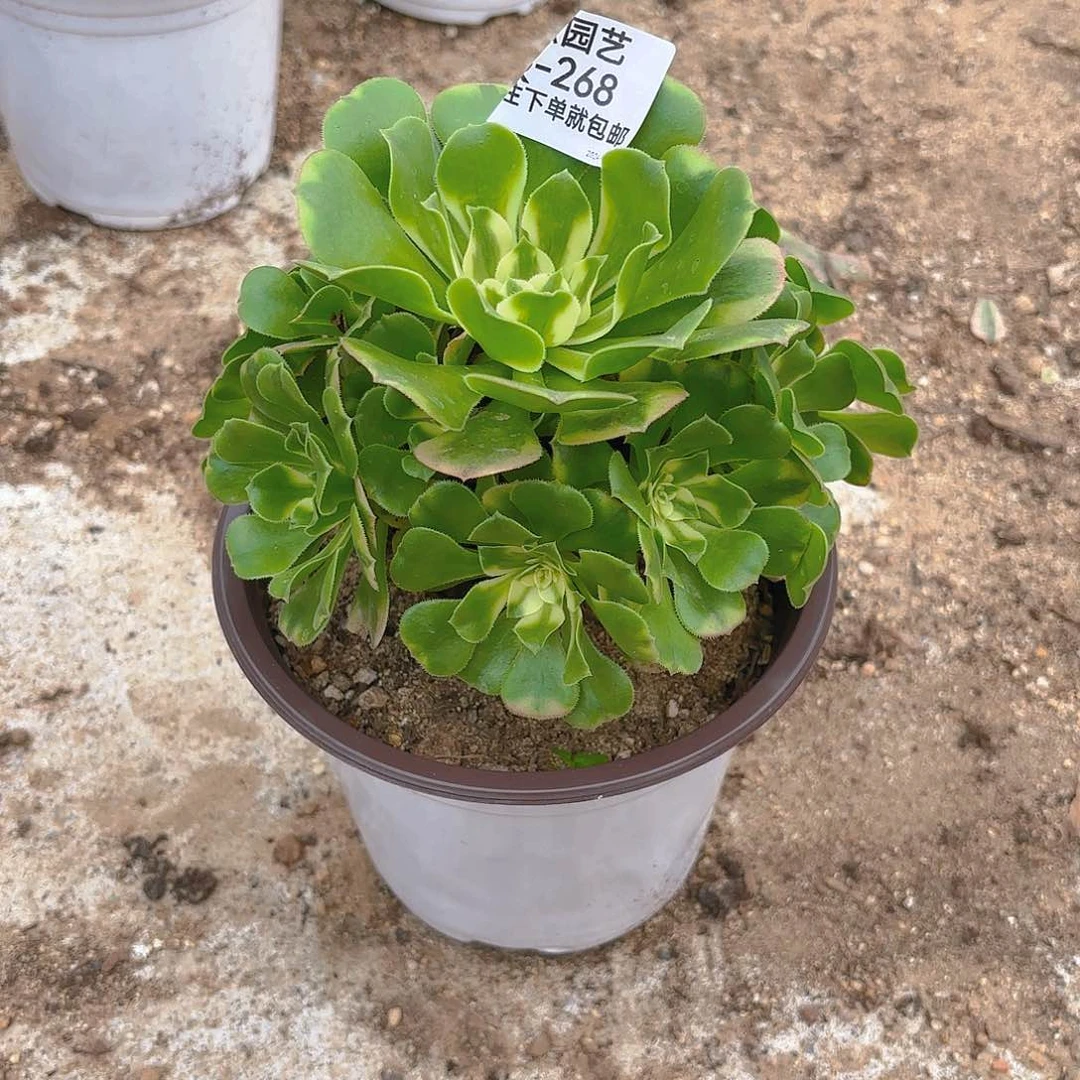 海*新尼亚多肉植物268