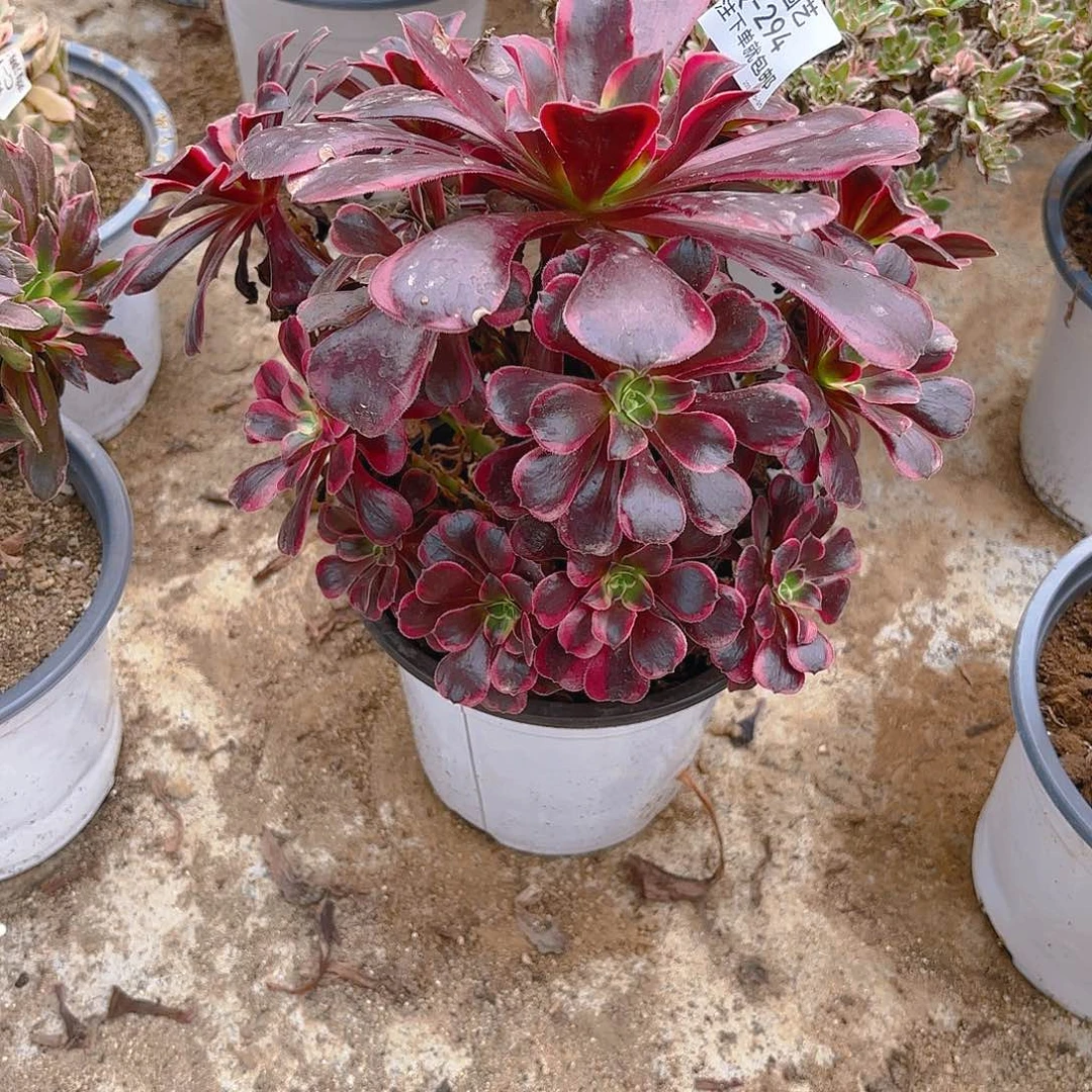 金丝雀多肉植物294