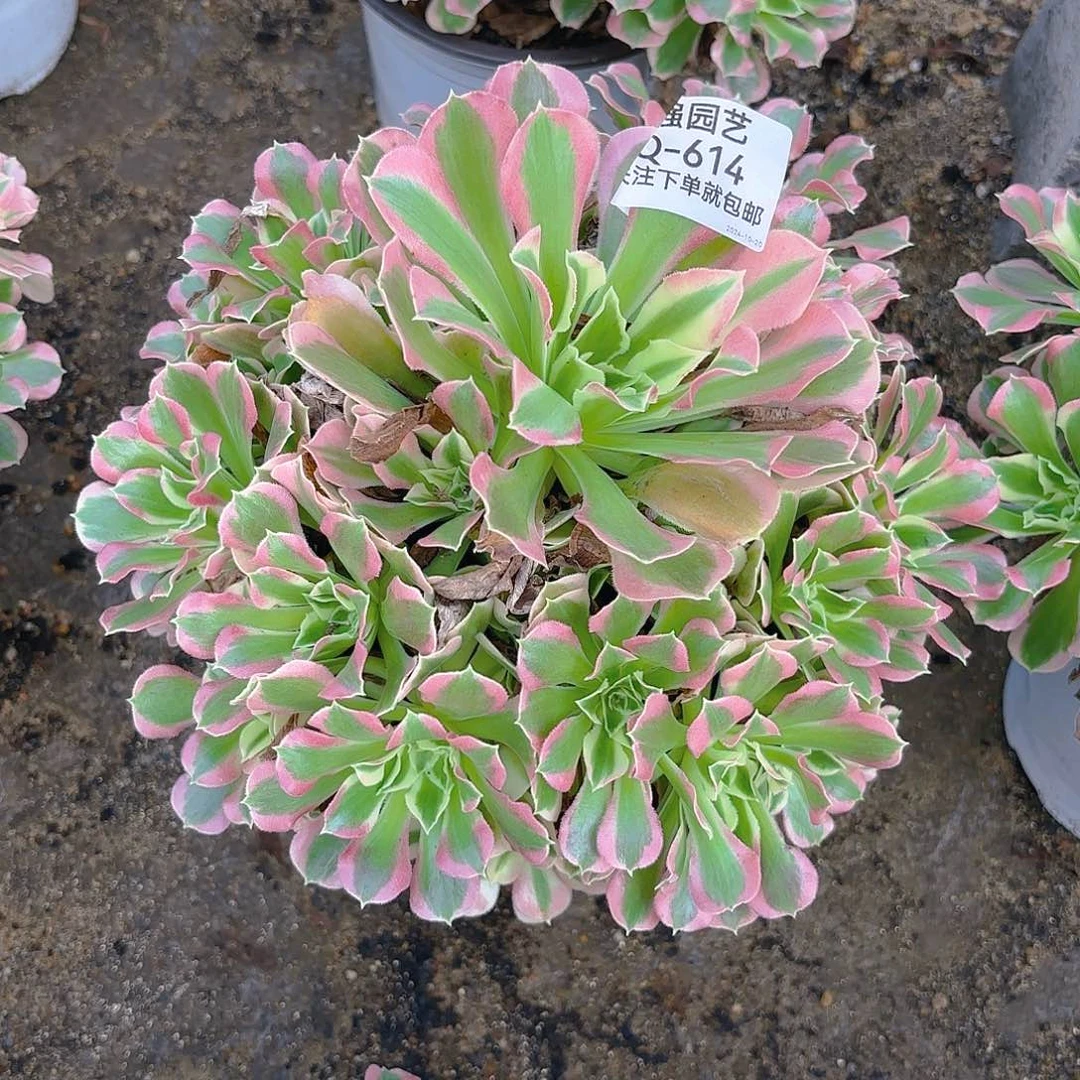 白凤多肉植物614