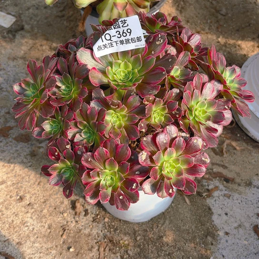 安娜多肉植物369