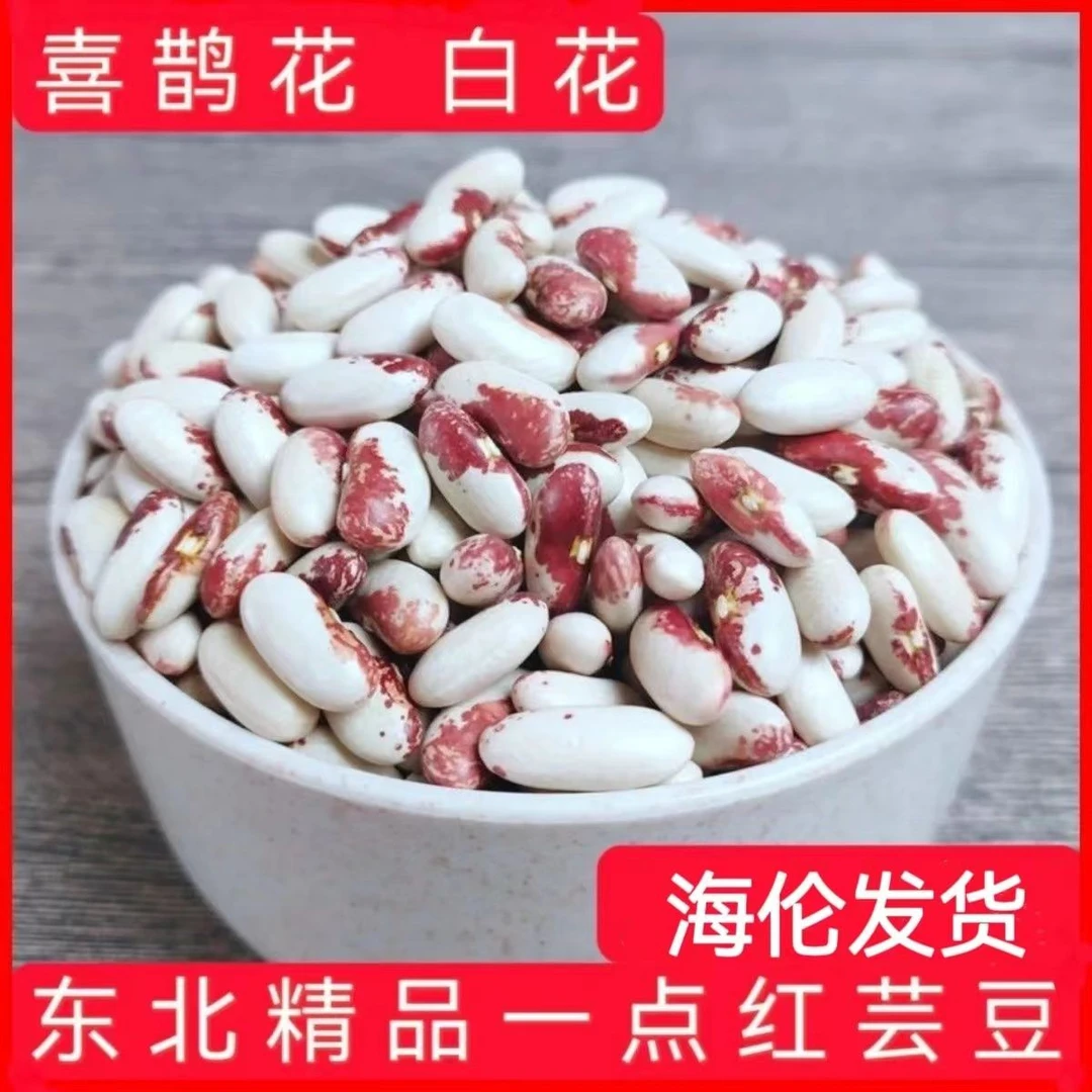 新鲜东北喜鹊花芸豆可种植矮秧不用架豆散装一点红饭豆大白芸豆