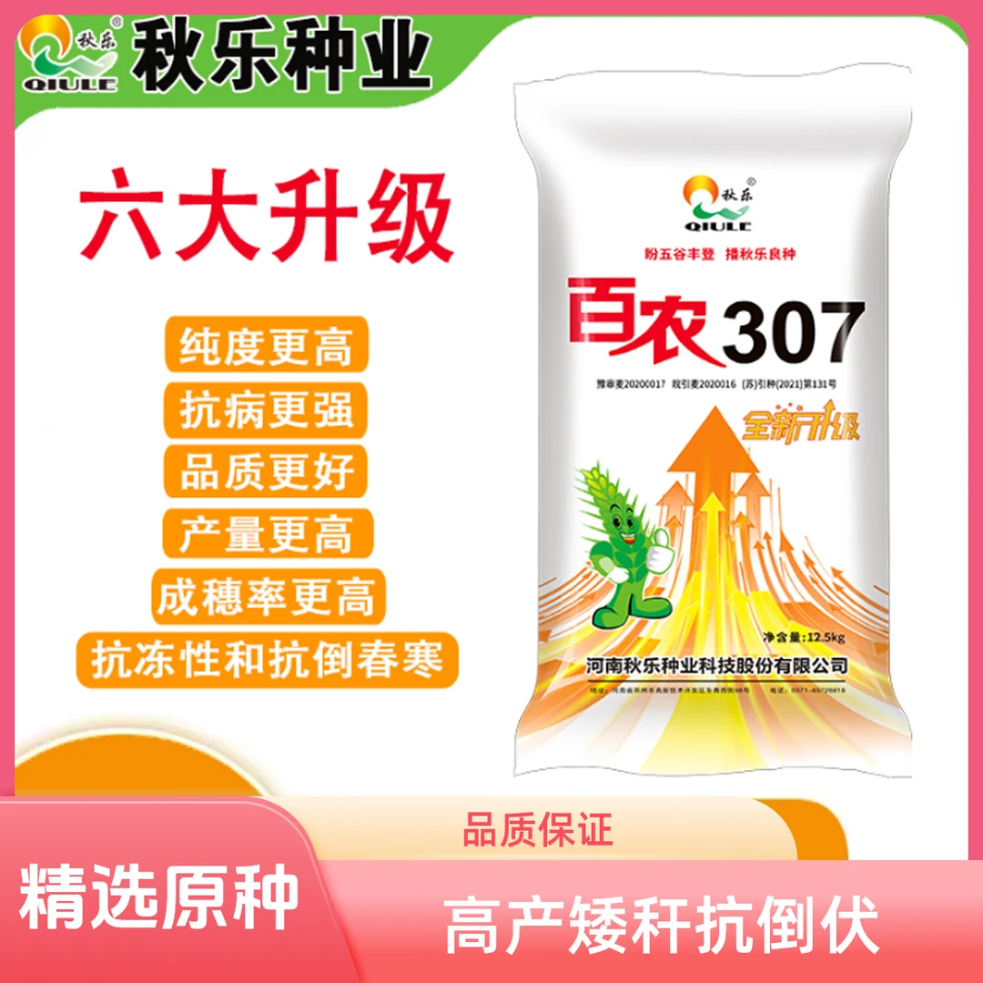 【秋乐正品】百农307三圃田原种豫审小麦种子高产矮秆抗倒大穗