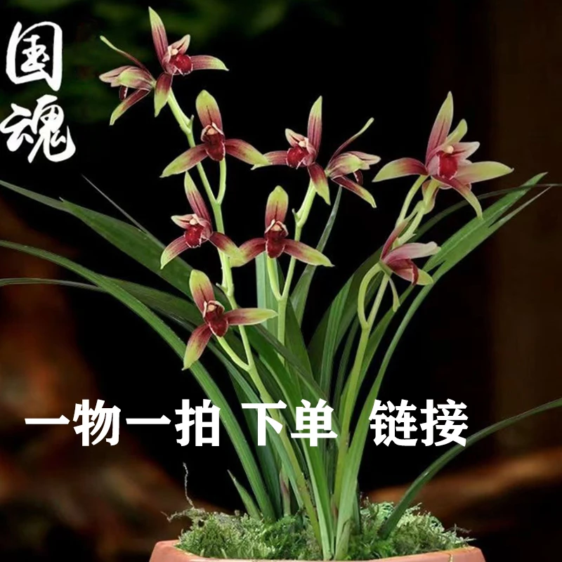 源头基地精品兰花一物一拍直播专享链接