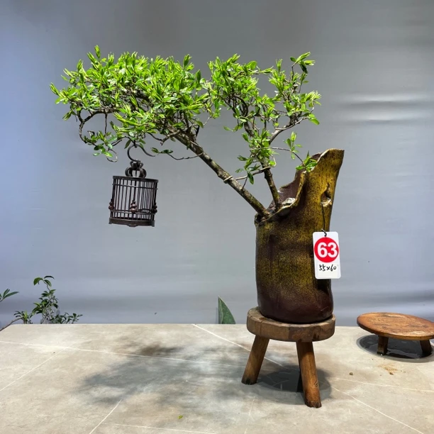 海岛栀子花紫薇熟桩盆景盆栽马眼63号