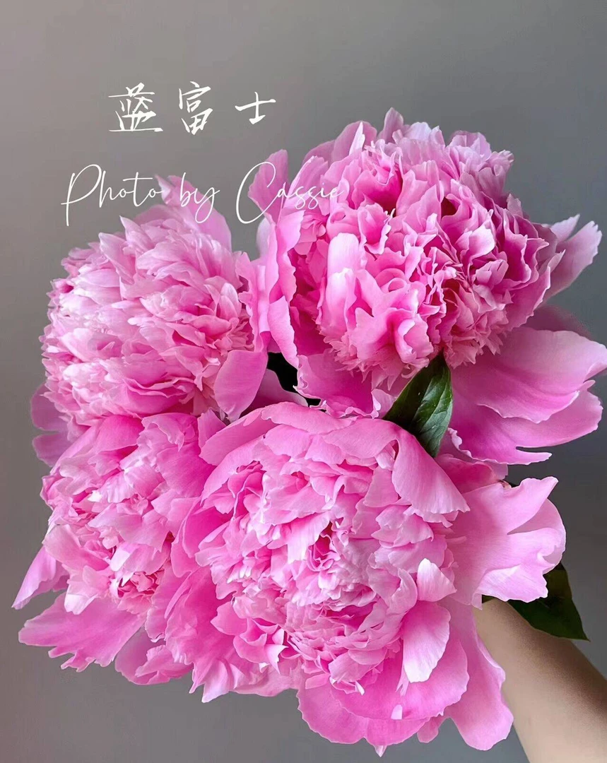 红富士/蓝富士芍药花
