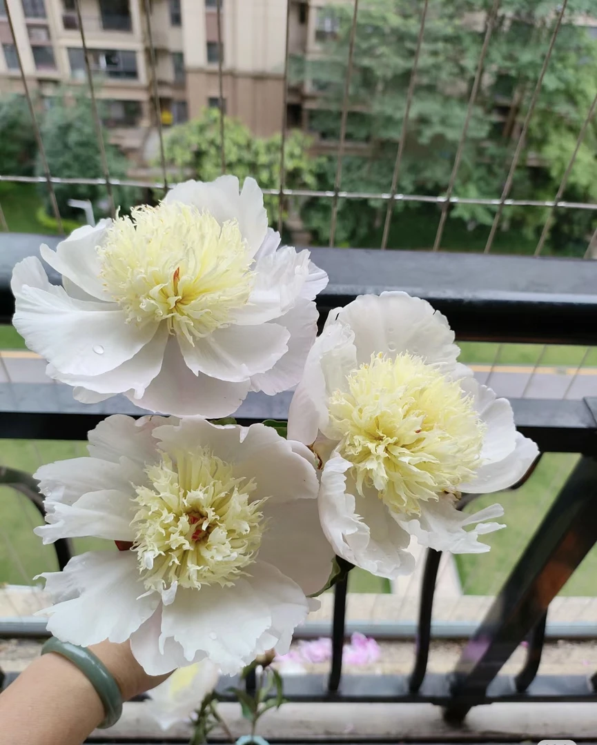 巧玲芍药花原株苗