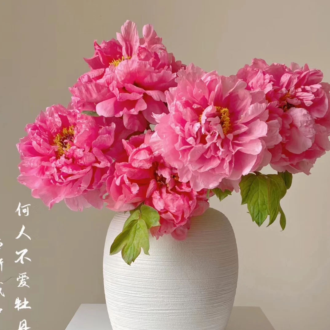 珊瑚台牡丹品种牡丹