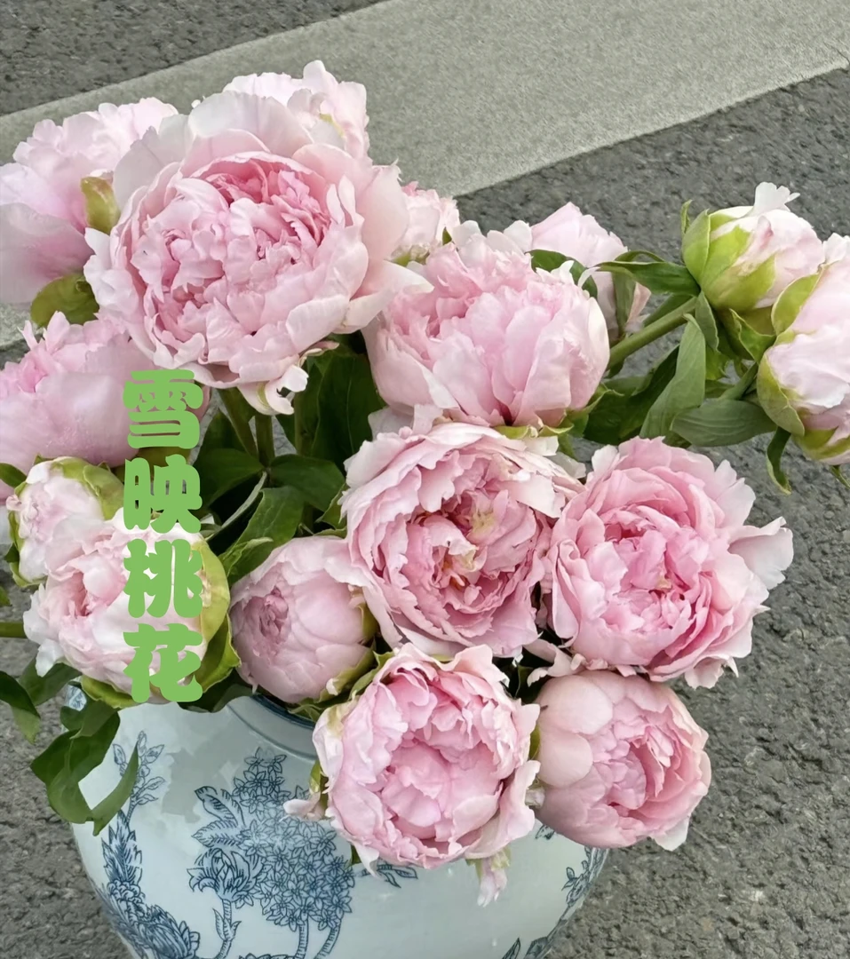 雪映桃花牡丹品种福利款
