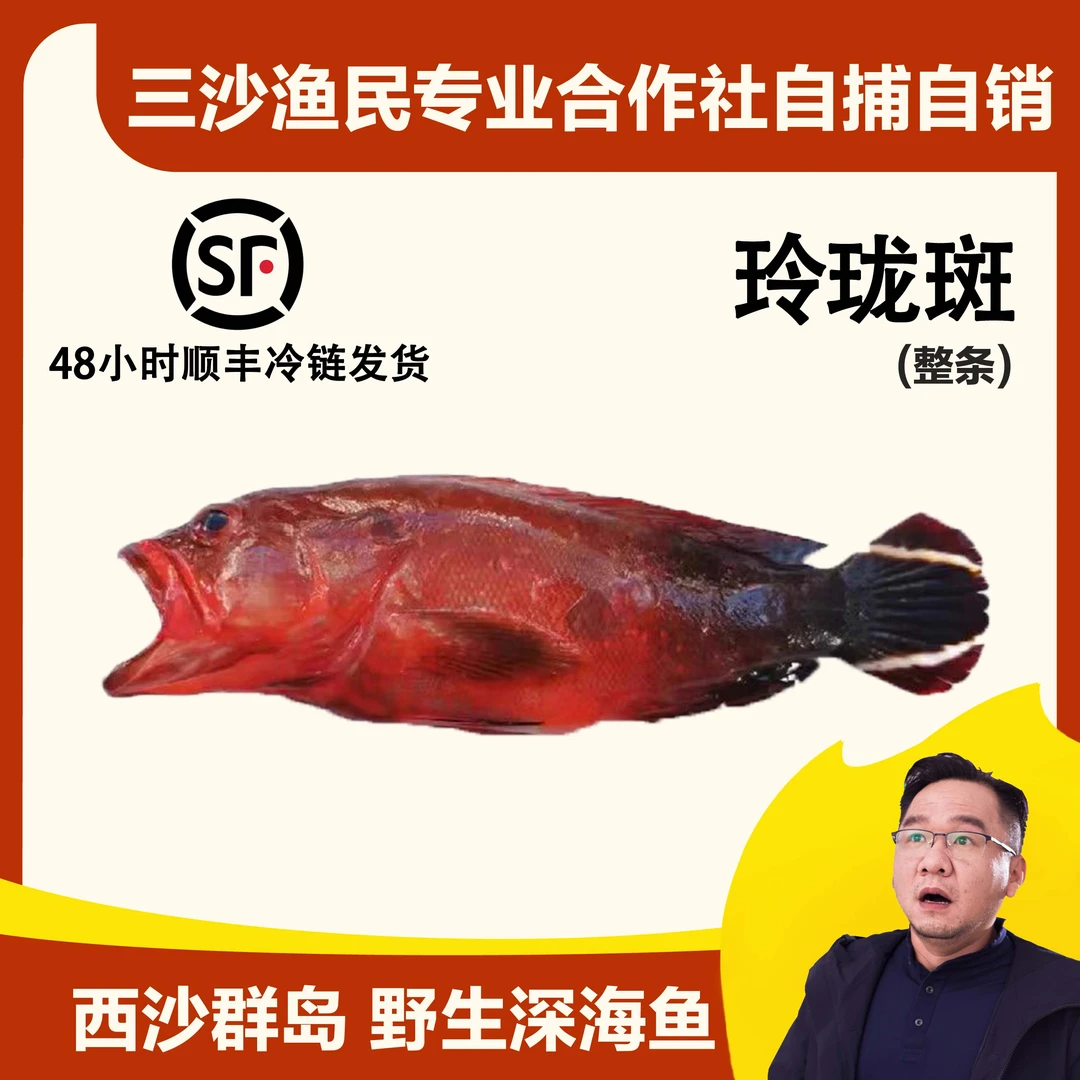 中国三沙西沙海鲜水产冰鲜野生手捕钓口玲珑斑尾纹九棘鲈深海海鱼