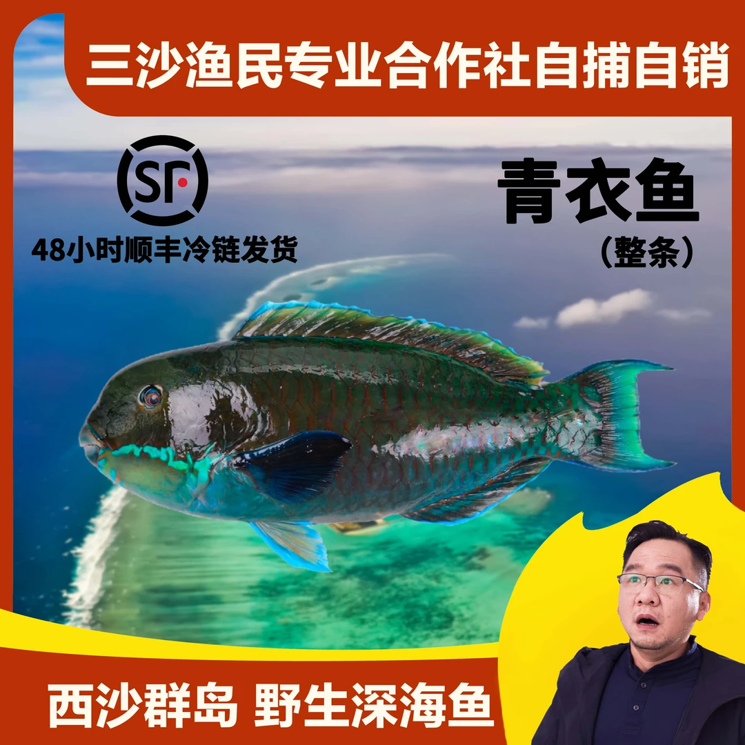 中国三沙西沙鹦鹉鱼青衣鱼海鲜水产钓口野生冰鲜手捕深海海鱼
